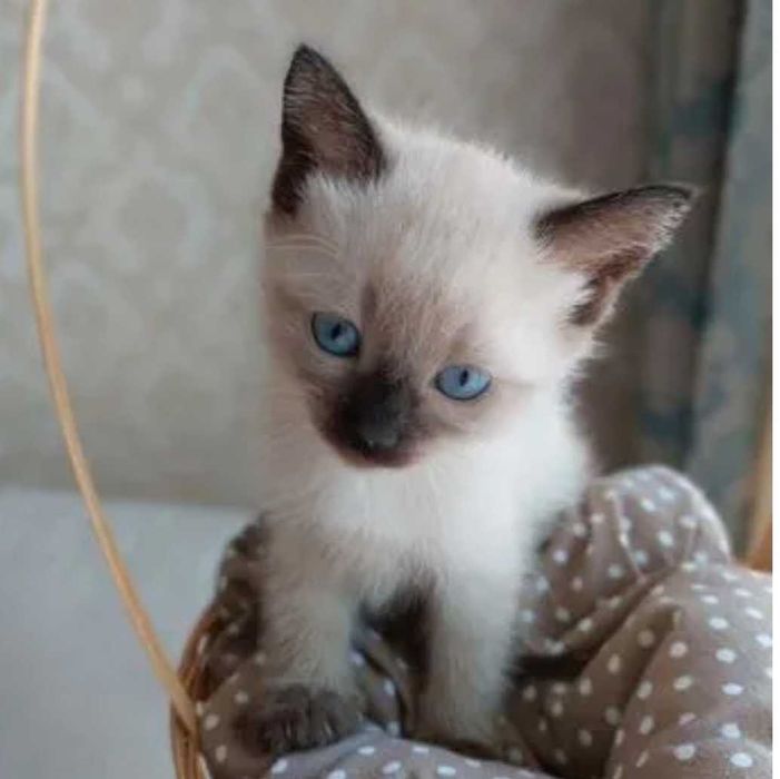 Сиамские котята, 2 месячные