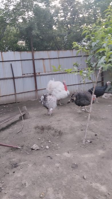 Продам индюшек  и индюка