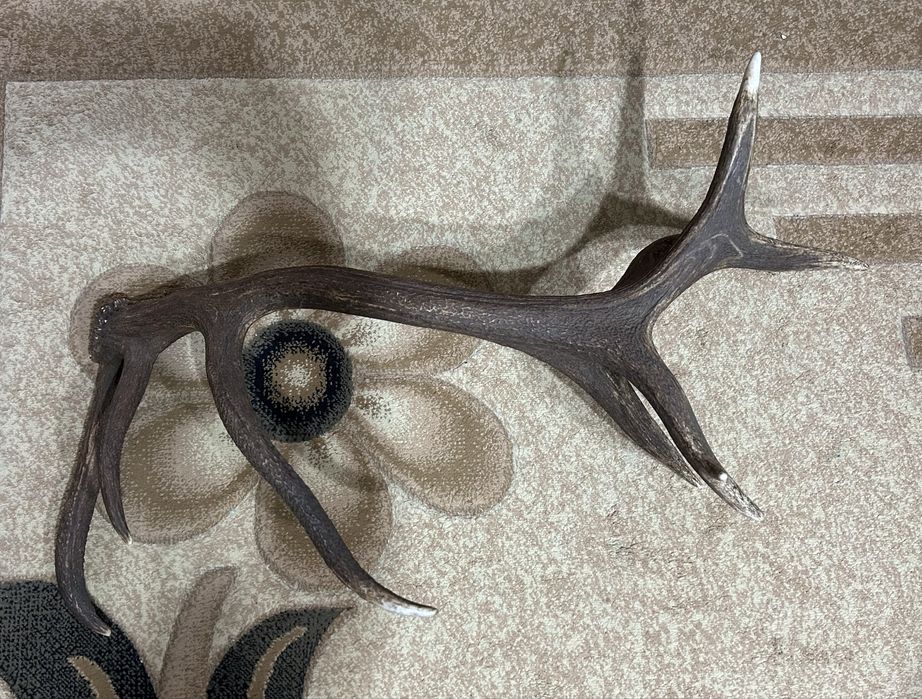 Рог от благороден елен