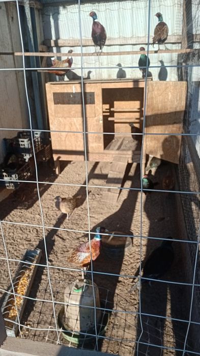 Fazani  tineret 2025