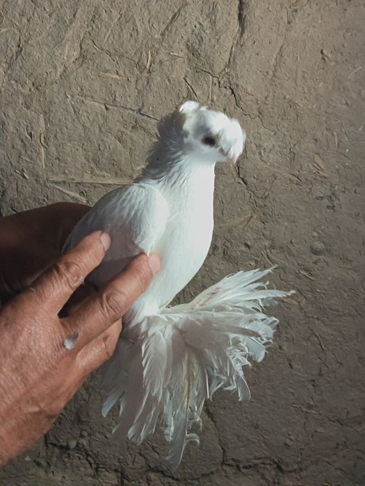 На продажу выставлены настоящие джизакские голуби