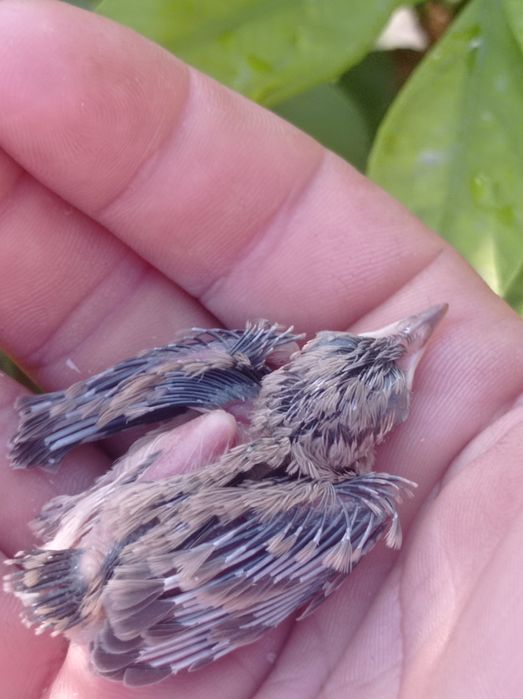 Bulbul va polaponlari bilan