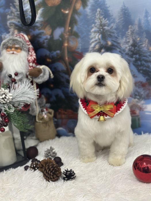 Toaletaj canin profesional – Salon Animed Pro | Drumul Taberei