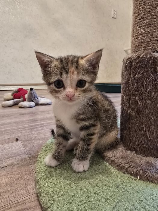 Котята очень ждут именно вас
