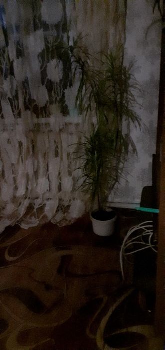 Пальма  хамедорея