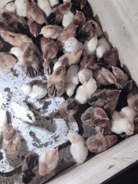 Балапандар сатылады!