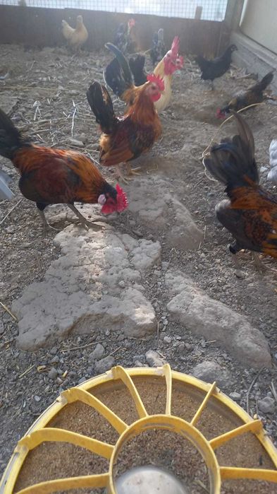 Продам декоративных курей