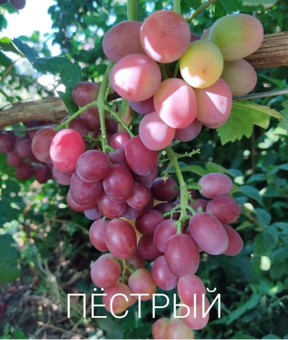 Продажа вегитирующих саженцев винограда