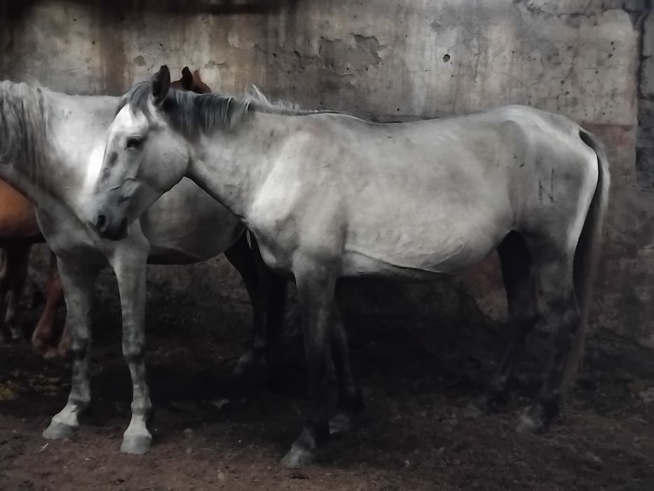 2 бие сатылады 4 жасар