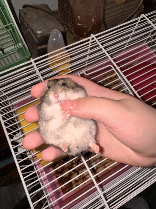 Vând hamster (băiat)