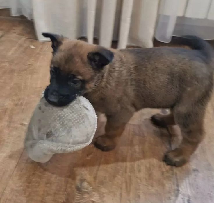 Щенки Бельгийской овчарки