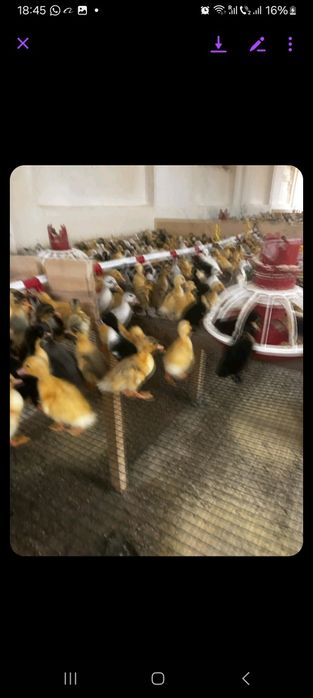 Vand pui rate boboci de gasca