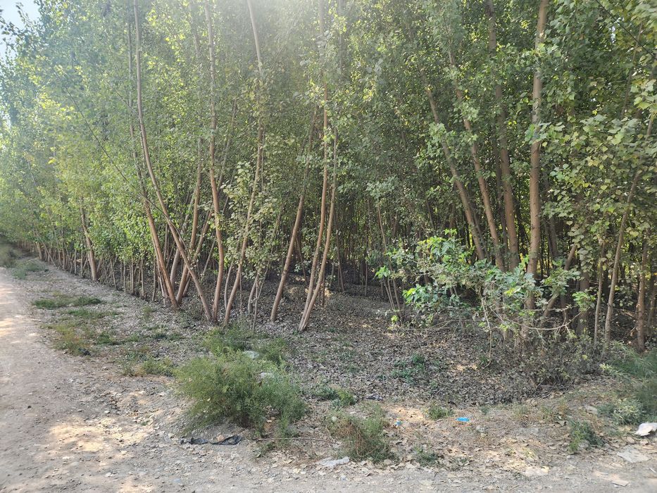 Chek sotiladi yozyovon tumani soyboyi qishlogida