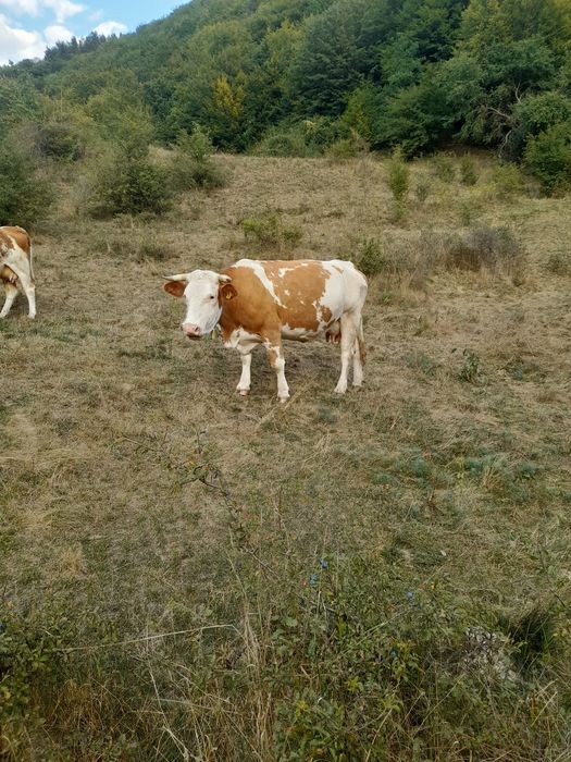 Vand vaca de 6 ani