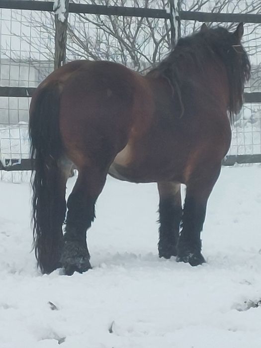 Vand armasar murg de 4 ani