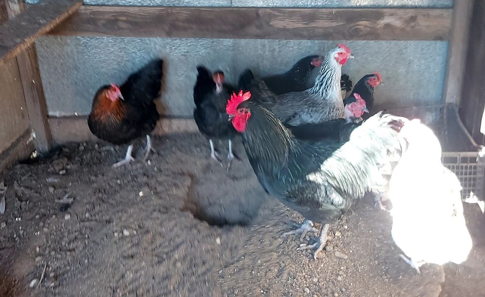 Gaini de țară de vanzare