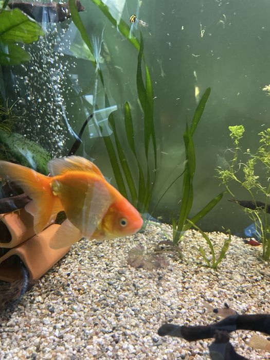 Pesti de acvariu Carasi de vanzare