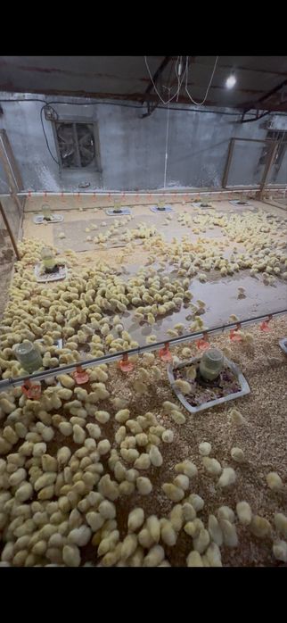 Dominant suseks jujalari tuxumlari  sotiladi