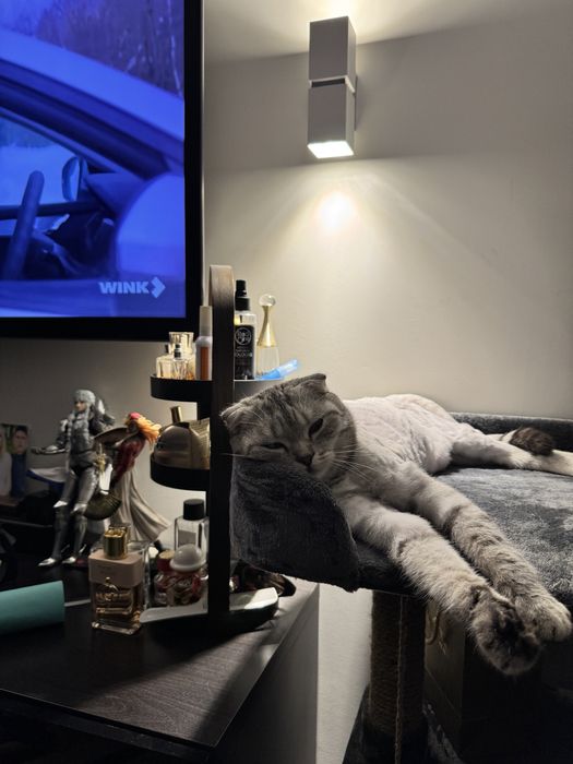 Дарю кошку и сына