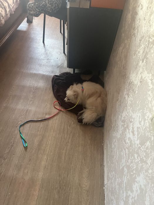 Сабака шпиц малодая