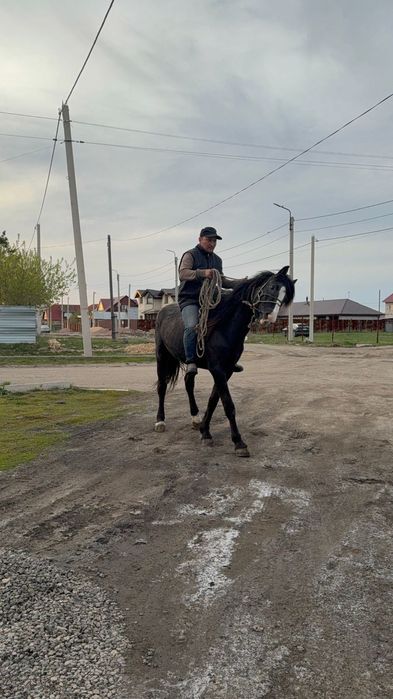 Айғыр дөнен мінгі жуас