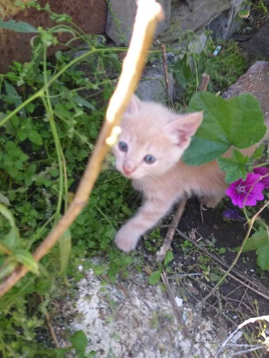Котята разноцветные