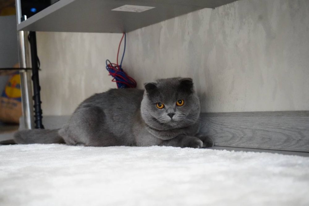 Потерялся кот, нашедшему гарантировано есть вознограждение большое