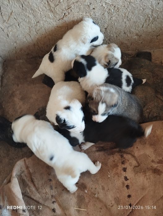 Тоза зот алабай болалари сотилади.