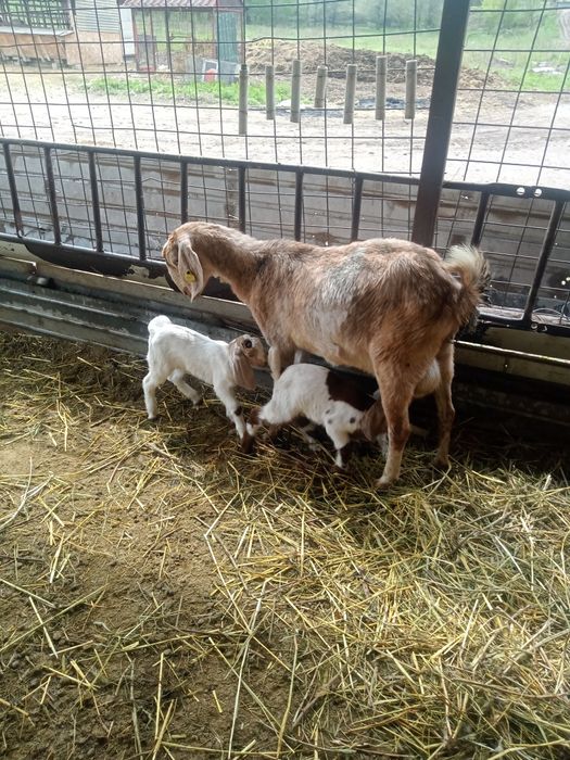 Коза с козлятами