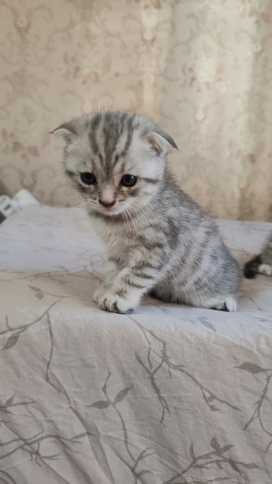 Вислоухая девочка