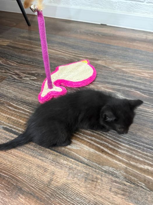 Милые котята ищут дом