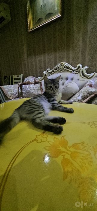 Котёнок Пародистый