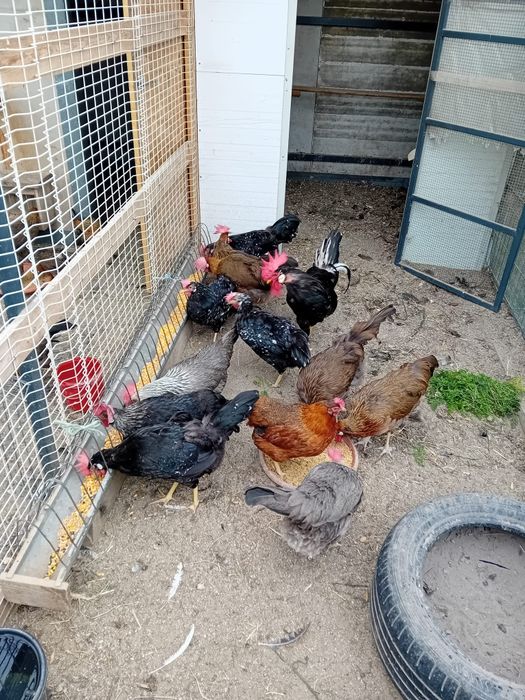 De vânzare găini de oua rasa italiana