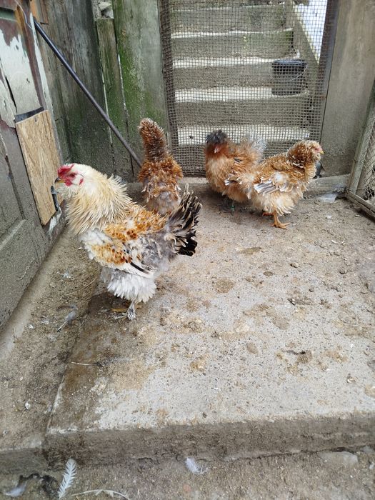 Vând găini frizate