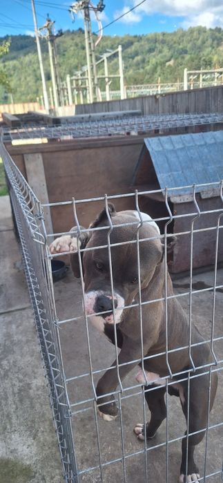 amercan bully  de vânzarea