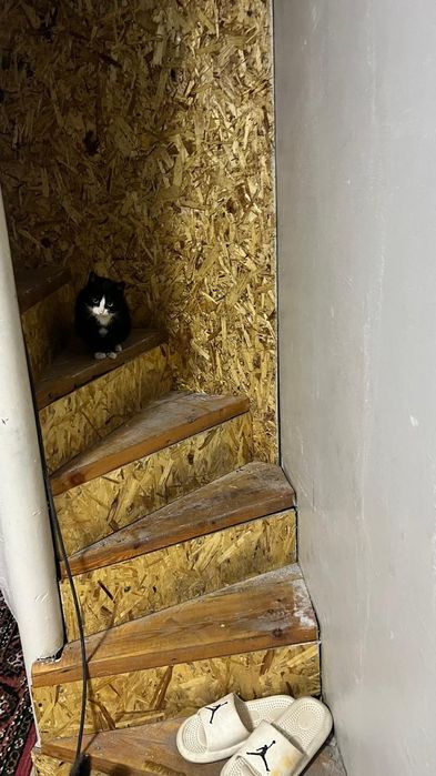 Котята  в поиске дома , мальчики и девочки