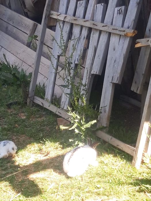 Коян сатылады