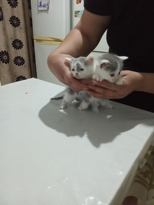 Отдам даром мальчик и девочка