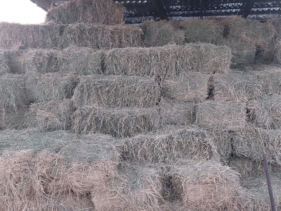 Жоңышқа шоп сатылады