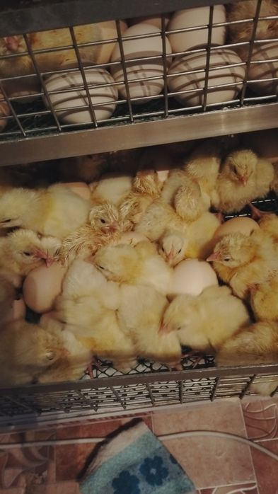 Продам бройлерных цыплят