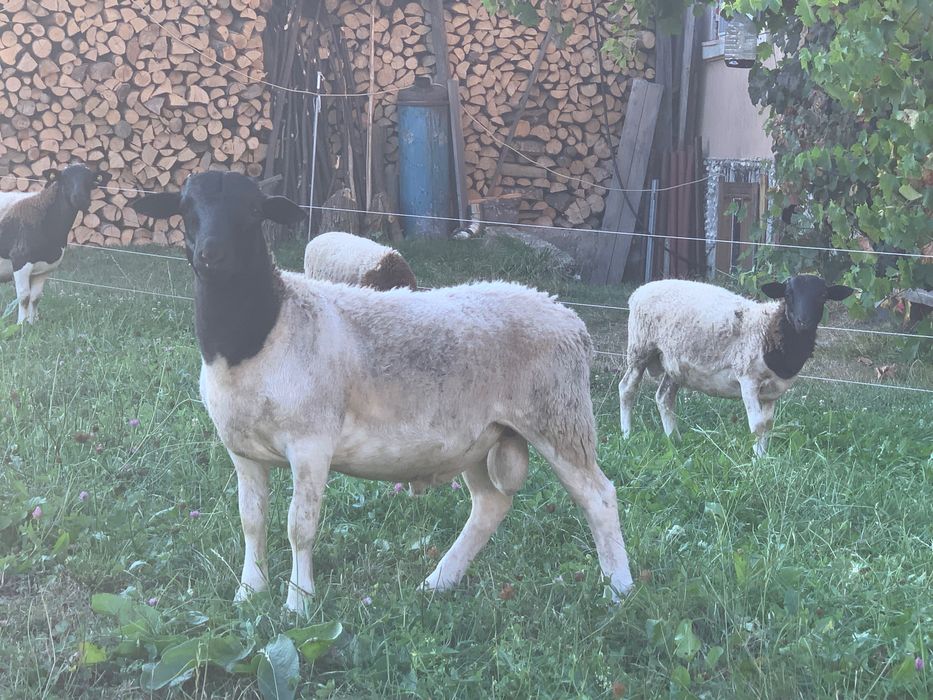 Berbecuți dorper