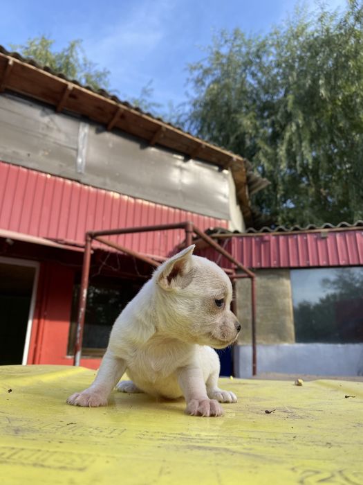 Chihuahua mascul