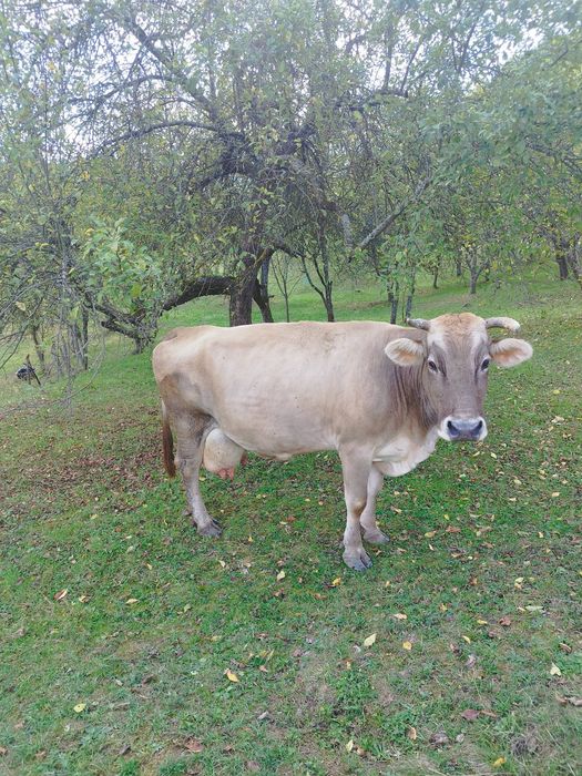 Vaca de 7 ani cu lapte.