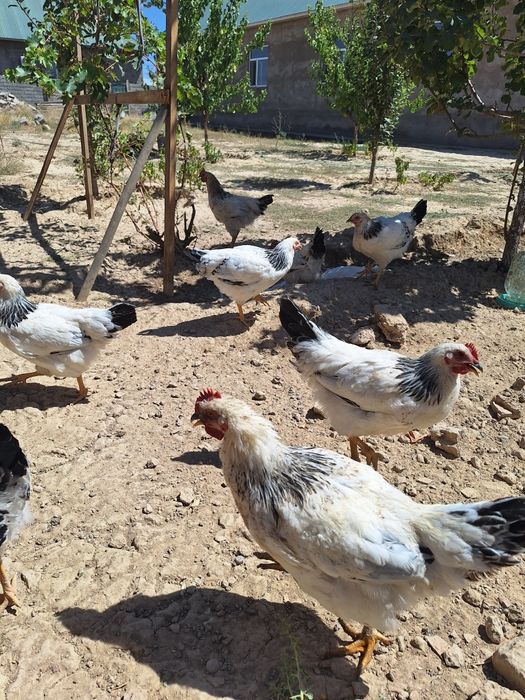 Жағдай өте керемет адлер қораздары