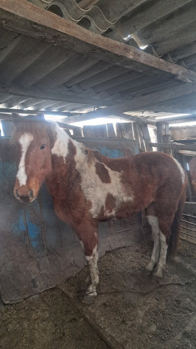 Продам Құнан. СКО