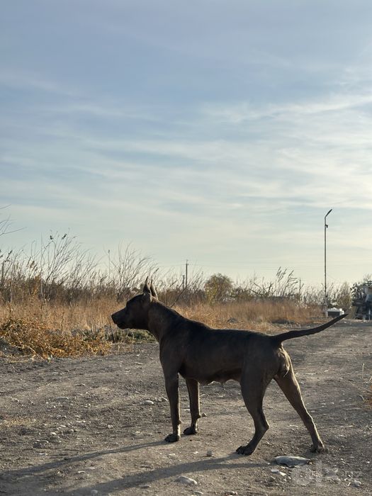 Kuchuk bolalari bor Onasi tayskiy redjbek,