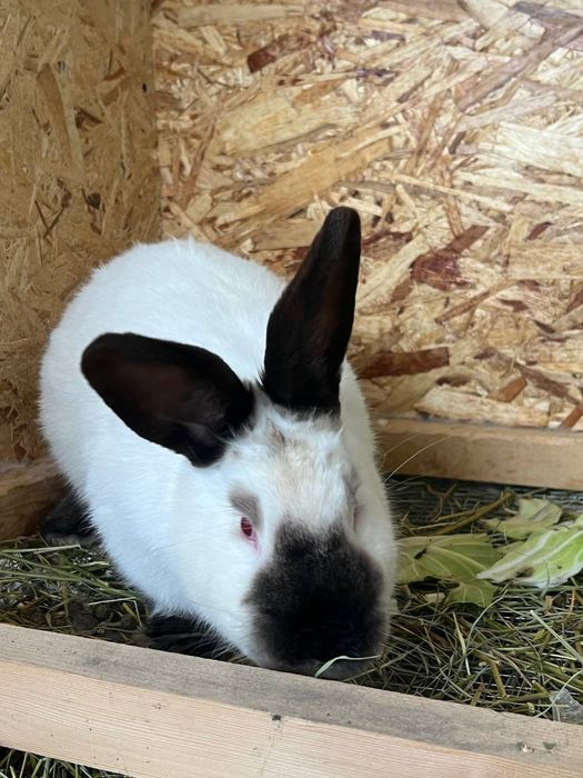 Kalif Kaliforniya qoshli Калифорния калиф кошли  кролик quy