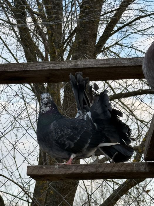 De vanzare porumbei ornament