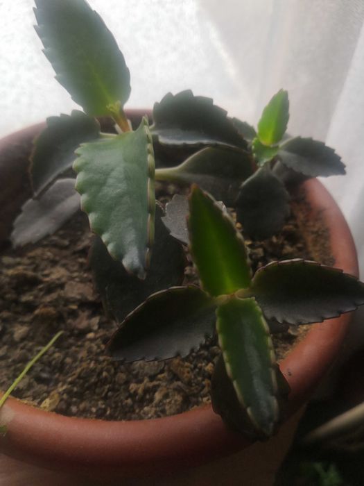 Самораждащо се каланхое