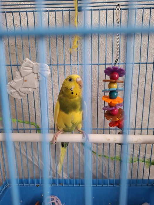 Продам волнистого попугая